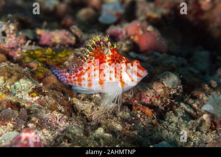 Die hawkfishes sind streng Tropical, perciform marine Fische der Familie mit Cirrhitidae die Korallenriffe der westlichen und östlichen Atl verbunden Stockfoto