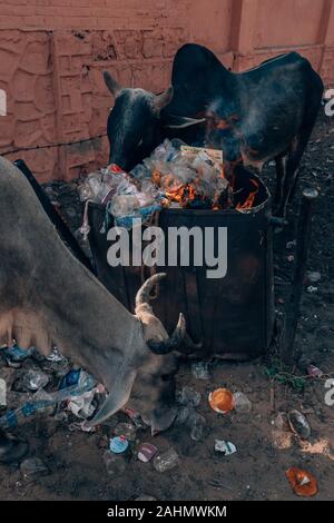 Kühe, Die Auf Der Straße Müll Fressen In Indien Ein Umweltproblem Stockfoto
