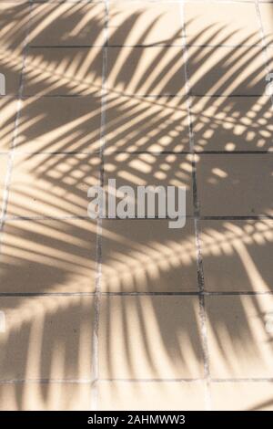 Schatten der Palmwedel auf einem gefliesten Boden. Stockfoto