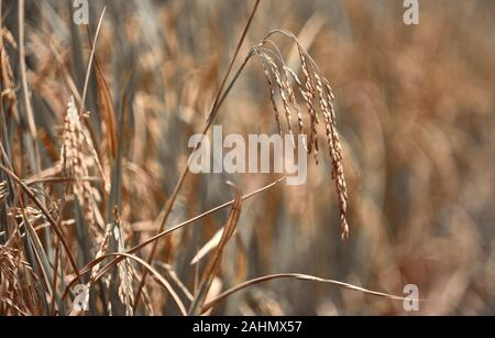 Schließen Sie bis zu Reis Saatgut in Ohr von Paddy in das Feld ein. Stockfoto