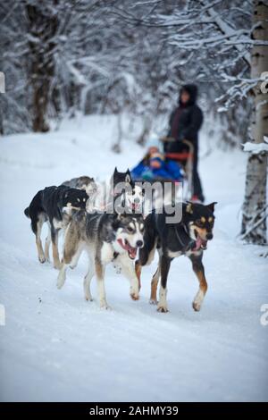 Finnische Rovaniemi eine Stadt in Finnland und der Region Lappland Santa Park Husky Hund Fahrt Stockfoto