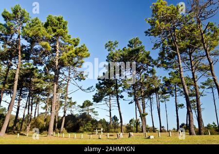 Der Picknickplatz ist an der Grenze des Waldes im Osten Insel Yeu, Holztische, die von Marine Pinien, Frankreich, Vendee umgeben sind, Pay de la Lo Stockfoto