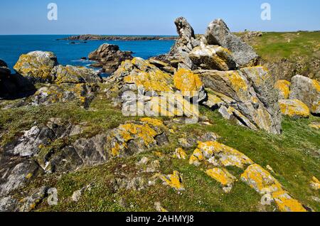 Wilden felsigen Küste im Süden der Insel Yeu mit Frühling Blumen und grünen Pflanzen im Vordergrund. Frankreich, Vendee, Pay de la Loire Stockfoto