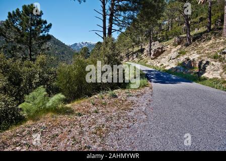 Kleine Mountain Road in der Natur in Zentral Korsika eingetaucht, leatind zu bruguglione Ravin, kommt durch die Wälder des Regionalen Naturparks von Corsic Stockfoto