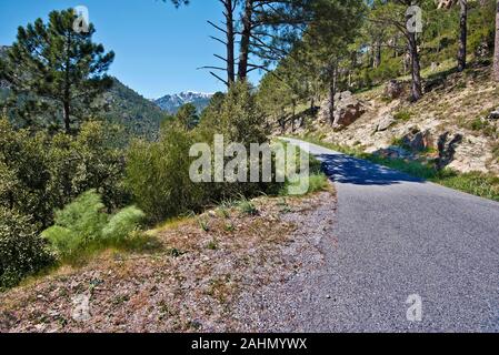 Kleine Mountain Road in der Natur in Zentral Korsika eingetaucht, leatind zu bruguglione Ravin, kommt durch die Wälder des Regionalen Naturparks von Corsic Stockfoto