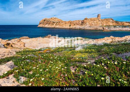 Pietra Insel Landschaft in Ile-Rousse Stadt in Korsika, mit seinem Leuchtturm und genuesischen Turm im Hintergrund und rotem Porphyrstein Felsen und Carpobrotus plan Stockfoto