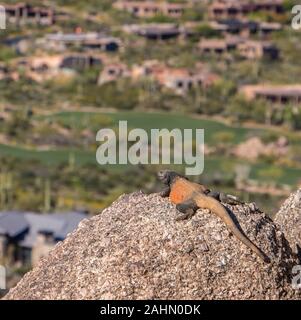 Chuckwalla lizzard, die an den Blick auf den Golfplatz aus Pinnacle Peak Trail in North Scottsdale, Arizona. Stockfoto