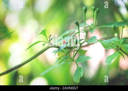 Kleine wilde Chilis auf einem Baum mit heller Hintergrundbeleuchtung, Guatemala Stockfoto