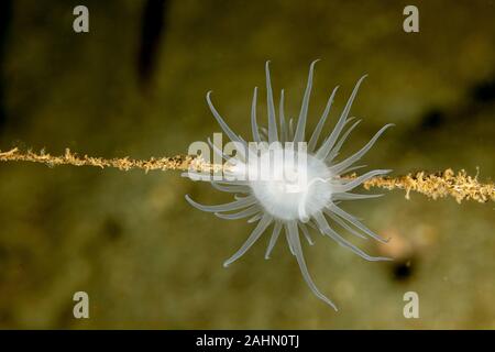 Seeanemonen sind eine Gruppe von Marine, räuberische Tiere der Bestellung Actiniaria Stockfoto