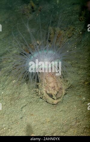 Seeanemonen sind eine Gruppe von Marine, räuberische Tiere der Bestellung Actiniaria Stockfoto