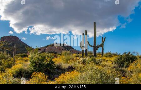 Frühling in der Sonora Wüste in der Nähe von Scottsdale, Arizona. Stockfoto