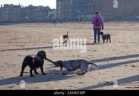 Portobello Beach, Edinburgh, Schottland, Großbritannien. 31. Dezember 2019. Nach einer frostigen Nacht eine Temperatur von -1 C mit voller Sonnenschein diese Besucher nicht an diesem letzten Tag 2019 gestört, Hunde genießen die Übung. Stockfoto