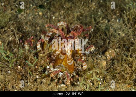 Seeanemonen sind eine Gruppe von Marine, räuberische Tiere der Bestellung Actiniaria Stockfoto