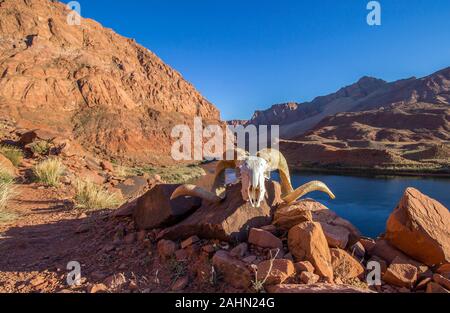 Wunderschöne ram Schädel mit einem Red Rock Canyon und Coloardo Fluss in den Boden zurück in der Nähe von Lees Ferry, AZ. Stockfoto