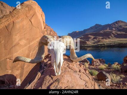 Ram-Schädel mit dem Colorado River und Red Rock Canyon Hintergrund in der Nähe von Lees Ferry, Arizona. Stockfoto