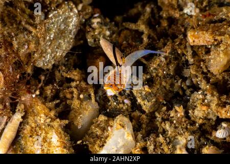 Orange und Schwarz Dactylopus kuiteri Dragonet Jugendkriminalität, Stockfoto