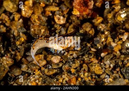 Orange und Schwarz Dactylopus kuiteri Dragonet Jugendkriminalität, Stockfoto