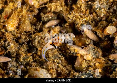 Orange und Schwarz Dactylopus kuiteri Dragonet Jugendkriminalität, Stockfoto