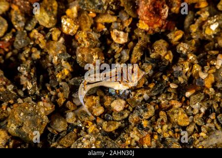 Orange und Schwarz Dactylopus kuiteri Dragonet Jugendkriminalität, Stockfoto