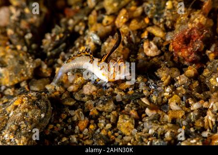 Orange und Schwarz Dactylopus kuiteri Dragonet Jugendkriminalität, Stockfoto