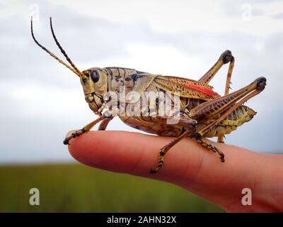 Detaillierte Nahaufnahme des riesigen gelben und braunen Grashüpfer oder Cricket sitzen und posiert am Finger mit Everglades, Florida im Hintergrund. Gras und Cloud Stockfoto
