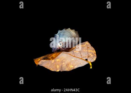 Papier Nautilus, auf ein Blatt, Argonauta argo Sitzen, die Argonauten (Gattung Argonauta, die einzige ihrer Art Gattung aus der Familie Argonautidae) sind eine Gruppe von Pe Stockfoto