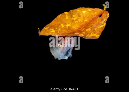 Papier Nautilus, auf ein Blatt, Argonauta argo Sitzen, die Argonauten (Gattung Argonauta, die einzige ihrer Art Gattung aus der Familie Argonautidae) sind eine Gruppe von Pe Stockfoto