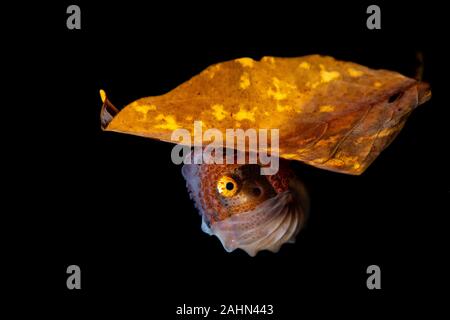 Papier Nautilus, auf ein Blatt, Argonauta argo Sitzen, die Argonauten (Gattung Argonauta, die einzige ihrer Art Gattung aus der Familie Argonautidae) sind eine Gruppe von Pe Stockfoto