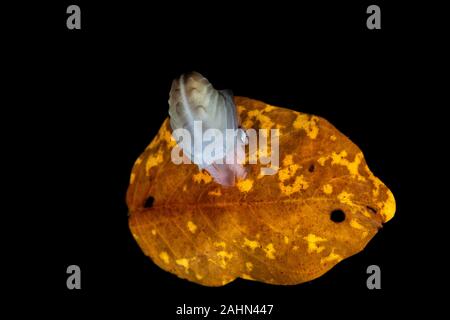 Papier Nautilus, auf ein Blatt, Argonauta argo Sitzen, die Argonauten (Gattung Argonauta, die einzige ihrer Art Gattung aus der Familie Argonautidae) sind eine Gruppe von Pe Stockfoto