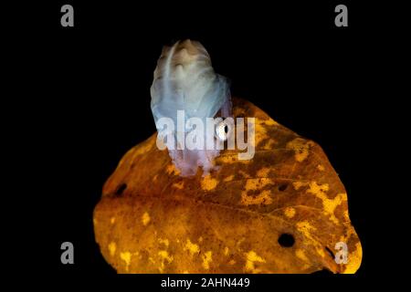 Papier Nautilus, auf ein Blatt, Argonauta argo Sitzen, die Argonauten (Gattung Argonauta, die einzige ihrer Art Gattung aus der Familie Argonautidae) sind eine Gruppe von Pe Stockfoto