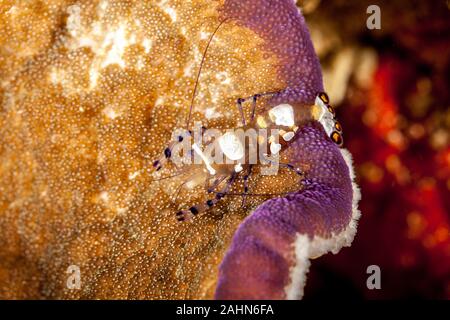 Glas Anemone Garnele oder Peacock-Tail Anemone Garnele, Periclimenes brevicarpalis Stockfoto