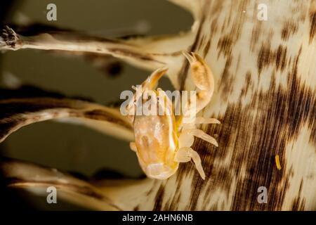 Porcellanella picta, Porzellan Krabbe Stockfoto