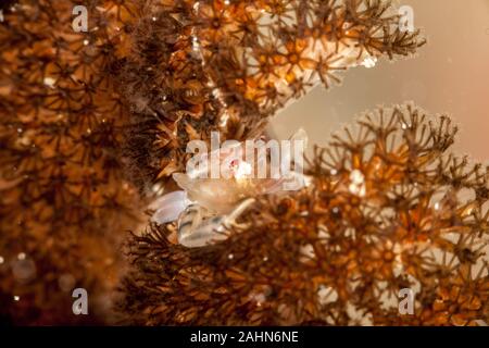 Porcellanella picta, Porzellan Krabbe Stockfoto