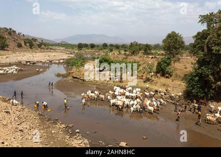 Vieh und Menschen, die sich Wasser im Fluß in trockenen Landschaft in Omo Valley, Äthiopien Stockfoto