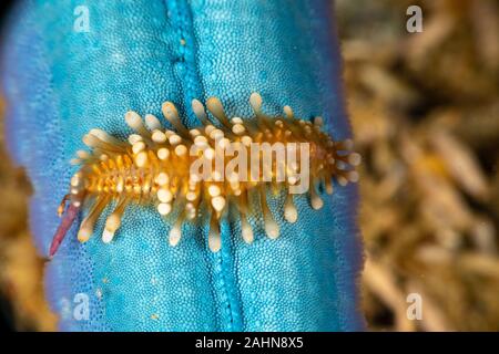 Sea Star Maßstab Wurm, Asterophilia carlae Stockfoto