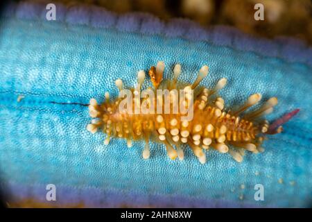 Sea Star Maßstab Wurm, Asterophilia carlae Stockfoto