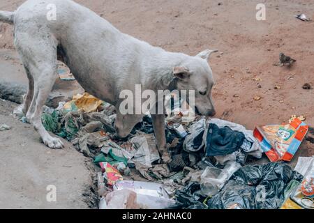 Street Dog in Indien, der Müll mit einem amputierten Bein isst Stockfoto