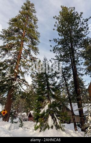 Hohen Pinien mit Niederlassungen in Schnee erreichen hohe über die schneebedeckten Dächer in die whispy bewölkter Himmel im Winter Nachbarschaft von Wrightwood bedeckt, Stockfoto