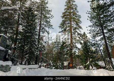 Blauer Himmel leuchten oberhalb der Pinien, wie die Zweige, Straßen, Autos und Häuser sind alle im Winter Schnee bedeckt. Stockfoto