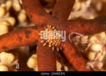 Sea Star Maßstab Wurm, Asterophilia carlae Stockfoto