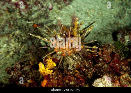 Rote Lanze Urchin, kleine Lanze Seeigel, Stylocidaris affinis Stockfoto