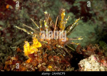 Rote Lanze Urchin, kleine Lanze Seeigel, Stylocidaris affinis Stockfoto