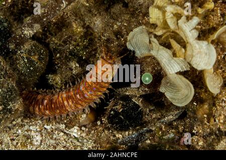 Riesige Meer Wurm, Eunice aphroditois Stockfoto