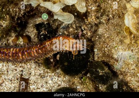 Riesige Meer Wurm, Eunice aphroditois Stockfoto