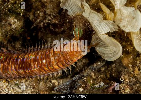 Riesige Meer Wurm, Eunice aphroditois Stockfoto