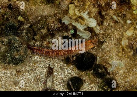 Riesige Meer Wurm, Eunice aphroditois Stockfoto