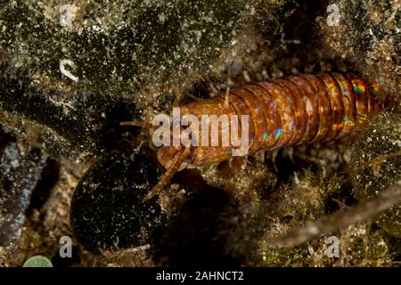 Riesige Meer Wurm, Eunice aphroditois Stockfoto