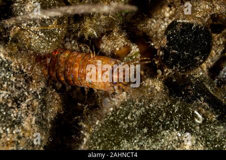 Riesige Meer Wurm, Eunice aphroditois Stockfoto