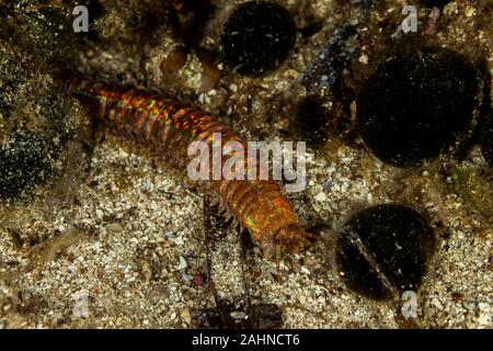 Riesige Meer Wurm, Eunice aphroditois Stockfoto