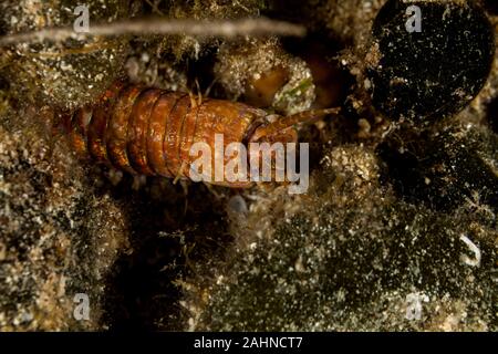 Riesige Meer Wurm, Eunice aphroditois Stockfoto